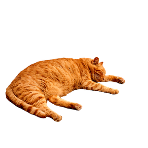 A Lazy Ginger Cat Sleeping Peacefully On A Stone Floor In The Sun. 14080 - Cat PNG image with transparent background